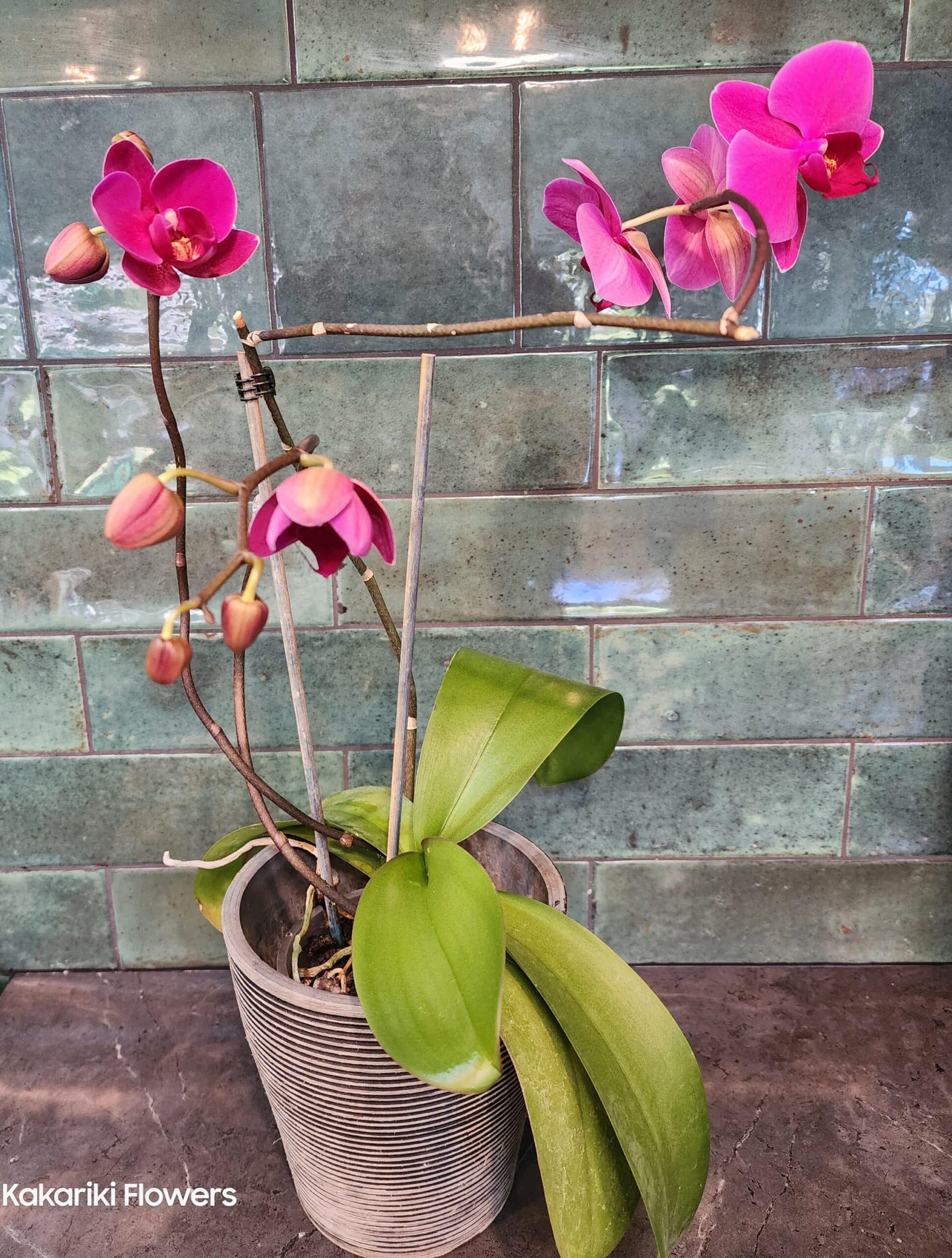 Phalaenopsis Orchid Plant - Image 3
