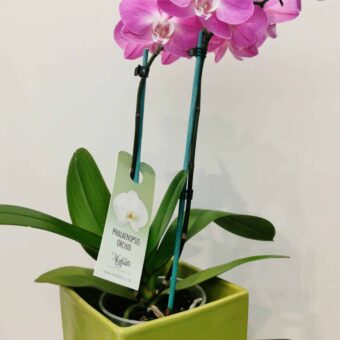 Phalaenopsis Orchid Plant