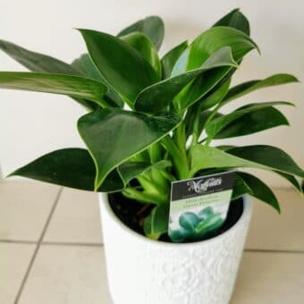 Philodendron – Green Princess