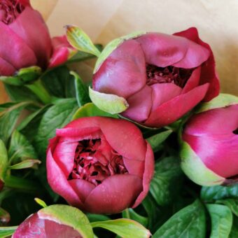 Peony Red Charm