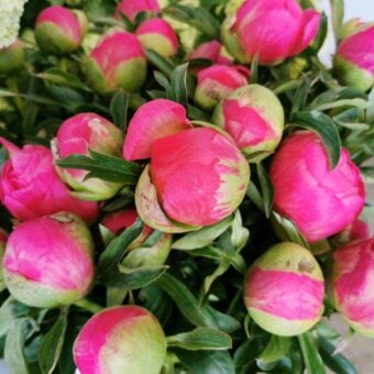 Coral Peony Perfection